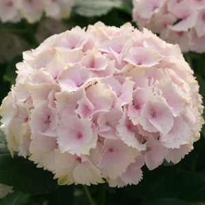 Hortensja ogrodowa (Hydrangea macrophylla ) Emerald c3 zdjęcie 1