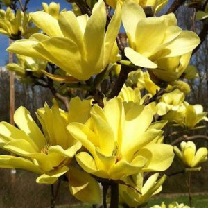 Magnolia Butterflies c3 zdjęcie 1