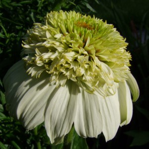 Jeżówka purpurowa (Echinacea) Milkshake zdjęcie 1