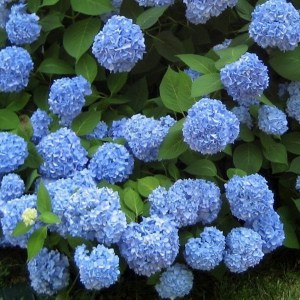 Hortensja ogrodowa (Hydrangea macrophylla) Endless Summer zdjęcie 1
