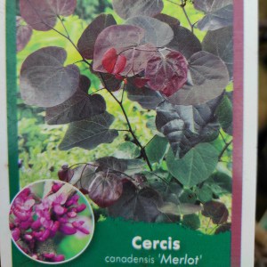 Judaszowiec kanadyjski (Cercis canadensis) Merlot c4 zdjęcie 1
