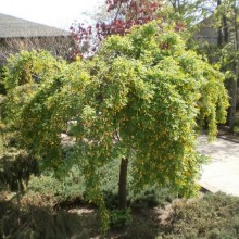Karagana syberyjska (Caragana arborescens) Pendula na pniu c2 zdjęcie 1