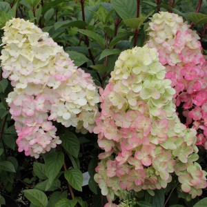 Hortensja bukietowa (Hydrangea) Sundae Fraise na pniu c5 zdjęcie 1