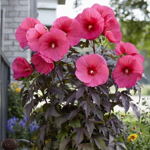 Hibiskus bylinowy (Hibiscus moscheutos) Carousel Pink Passion zdjęcie 1