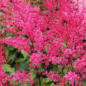 Tawułka pojedynczolistna (Astilbe simplicifolia) Chocolate Shogun c1 zdjęcie 1