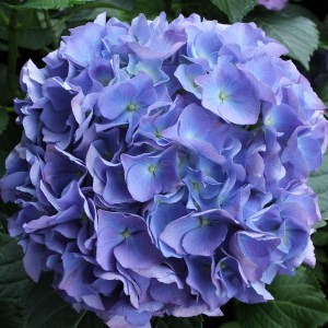 Hortensja ogrodowa (Hydrangea macrophylla) Renate c2 zdjęcie 1
