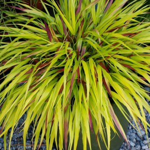 Trawa bambusowa (Hakonechloa) Sunflare zdjęcie 1