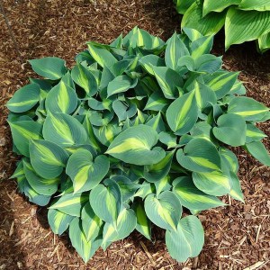 Funkia (Hosta) Grand Marque zdjęcie 1