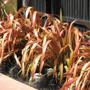 Len nowozelandzki (Phormium tenax) Jester zdjęcie 1