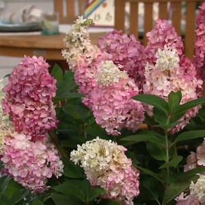 Hortensja bukietowa (Hydrangea paniculata) Mega Mindy c3 zdjęcie 1