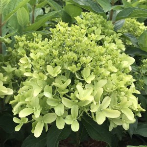 Hortensja bukietowa (Hydrangea) Skyfall c3 zdjęcie 1