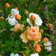 Róża pnąca Ghislaine de Feligonde żółta c2 zdjęcie 1
