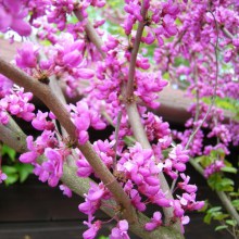 Judaszowiec chiński (Cercis chinensis) Avondale c1,5 zdjęcie 1