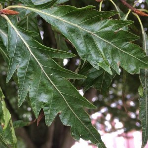 Buk pospolity (Fagus sylvatica) Asplenifolia c4 zdjęcie 1