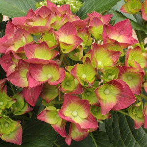 'Hortensja ogrodowa (Hydrangea macrophylla) Green Shadow zdjęcie ' Hortensja ogrodowa (Hydrangea macrophylla) Green Shadow zdjęcie