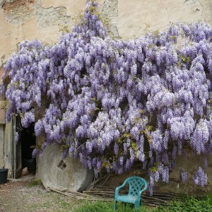 Glicynia chińska (Wisteria chinensis) Prolific zdjęcie 1