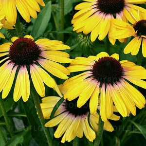 Jeżówka purpurowa (Echinacea) Rainbow Yellow zdjęcie 1