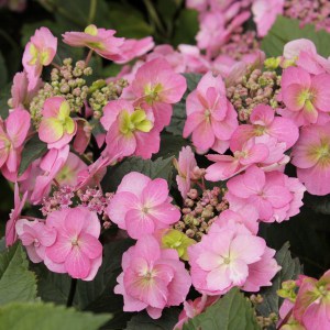 Hortensja ogrodowa (Hydrangea) Cotton Candy c4 zdjęcie 1