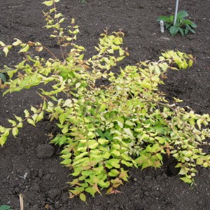 Kolkwicja chińska (Kolkwitzia amabilis) Maradco c2 zdjęcie 1
