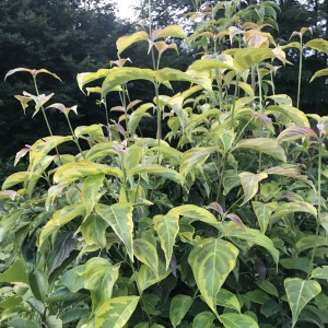 Dereń (Cornus x rutgersensis) Celestial Shadow c7,5 zdjęcie 1