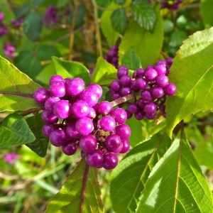 Pięknotka rozwidlona (Callicarpa dichotoma) Issai c3 zdjęcie 1