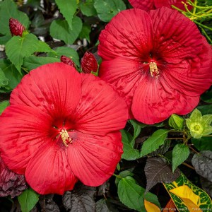 Hibiskus bylinowy (Hibiscus moscheutos) Holy Grail zdjęcie 1