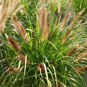 Trawa rozplenica japońska piórkówka (Pennisetum) Moudry zdjęcie