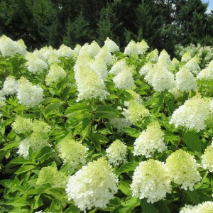 Hortensja bukietowa (Hydrangea paniculata) Sweet Summer zdjęcie 1