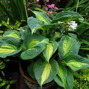 Funkia (Hosta) Dream Queen zdjęcie 1