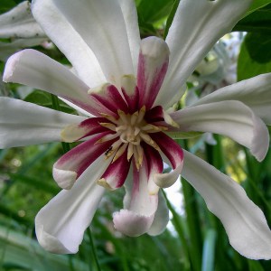 Kielichowiec (Calycanthus) Venus c3 zdjęcie 1