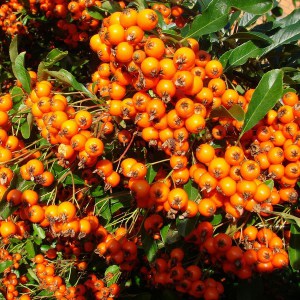 Ognik szkarłatny (Pyracantha coccinea) Orange Glow c3 zdjęcie 1