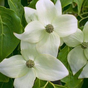 Dereń kousa odm. chińska (Cornus kousa var. chinensis) China Girl zdjęcie 1