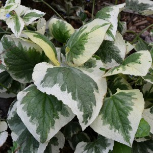 Brunera wielkolistna (Brunnera macrophylla) Variegata zdjęcie 1