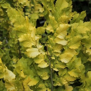 Wiąz holenderski (Ulmus hollandica) Wredei c4 zdjęcie 1