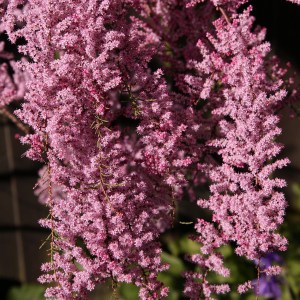 Tamaryszek rozgałęziony (Tamarix ramosissima) Rubra c2 zdjęcie 1