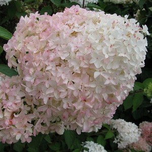 Hortensja bukietowa Lammetje - Little Lamb Hydrangea c3 zdjęcie 1