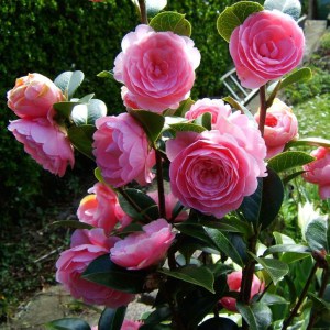 Kamelia japońska (Camelia japonica) E.G. Waterhouse zdjęcie 2