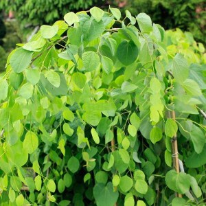 Grujecznik japoński (Cercidyphyllum jap.) Pendulum zdjęcie 1