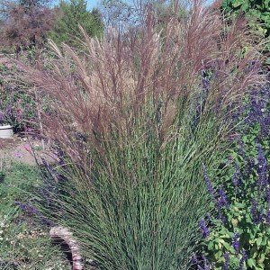 Miskant chiński (Miscanthus sinensis) Gracillimus zdjęcie 1