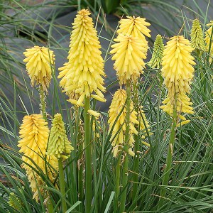 Trytoma (Kniphofia) Poco Yellow zdjęcie 1