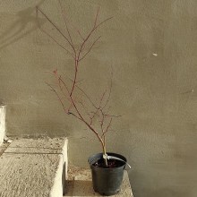 Klon palmowy (Acer palmatum) Deshojo zdjęcie sadzonki