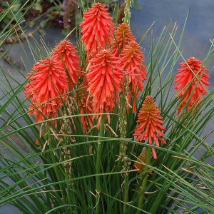 Trytoma (Kniphofia) Poco Red zdjęcie 1