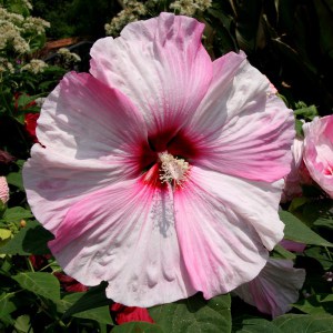 Hibiskus bylinowy (Hibiscus moscheutos) Nippon Blush zdjęcie