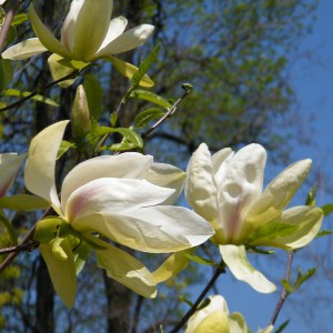 Magnolia Banana Split c3 zdjęcie 1