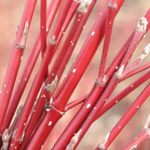 Dereń biały (Cornus alba) Argenteomarginata c2 zdjęcie 1