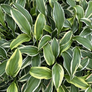 Funkia (Hosta) Fantabulous zdjęcie 1