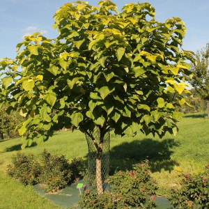 Katalpa, surmia (Catalpa bignonioides) Aurea na pniu c7 zdjęcie 1