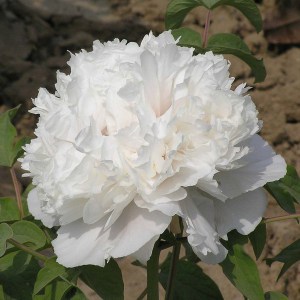 Piwonia drzewiasta (Paeonia suffruticosa) odm. chińska biała zdjęcie 1