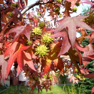 Ambrowiec amerykański (Liquidambar) zdjęcie 1
