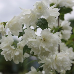 Jaśminowiec (Philadelphus) Snowbelle c2 krzewy ozdobne kwitnące zdjęcie 1